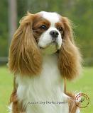 Cavalier King Charles Spaniel 9F97D-19
